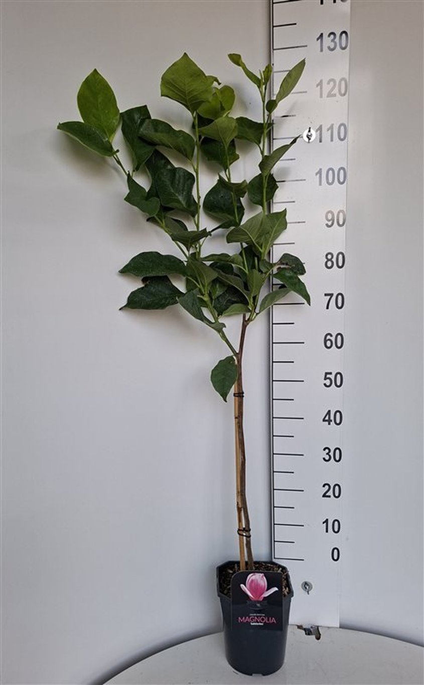 Magnolia soul. 'Satisfaction' - 60 CM Stem C5 - 2yr Crown